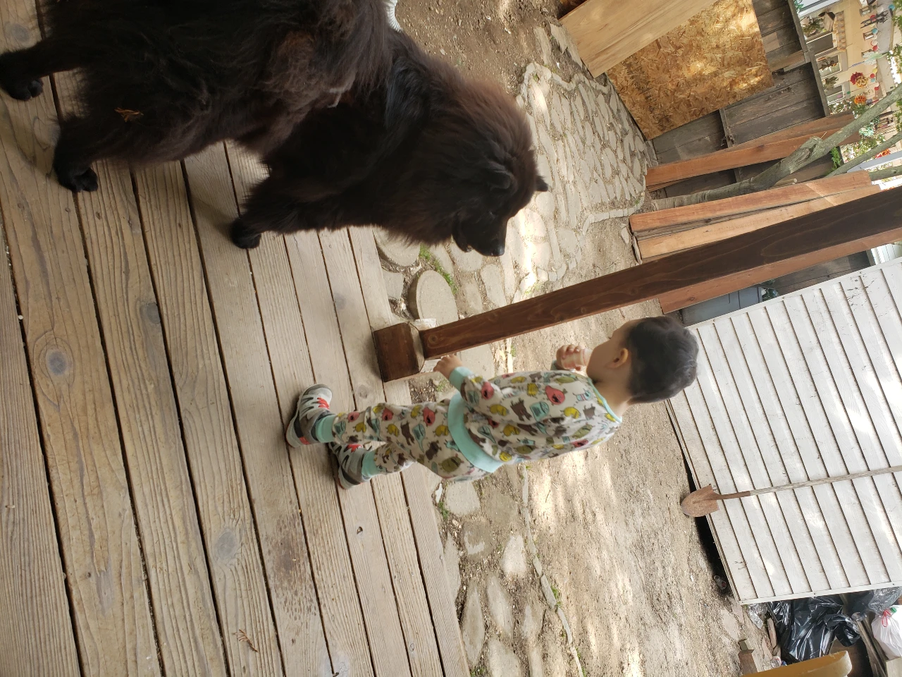 tiny human with big fluffy chow