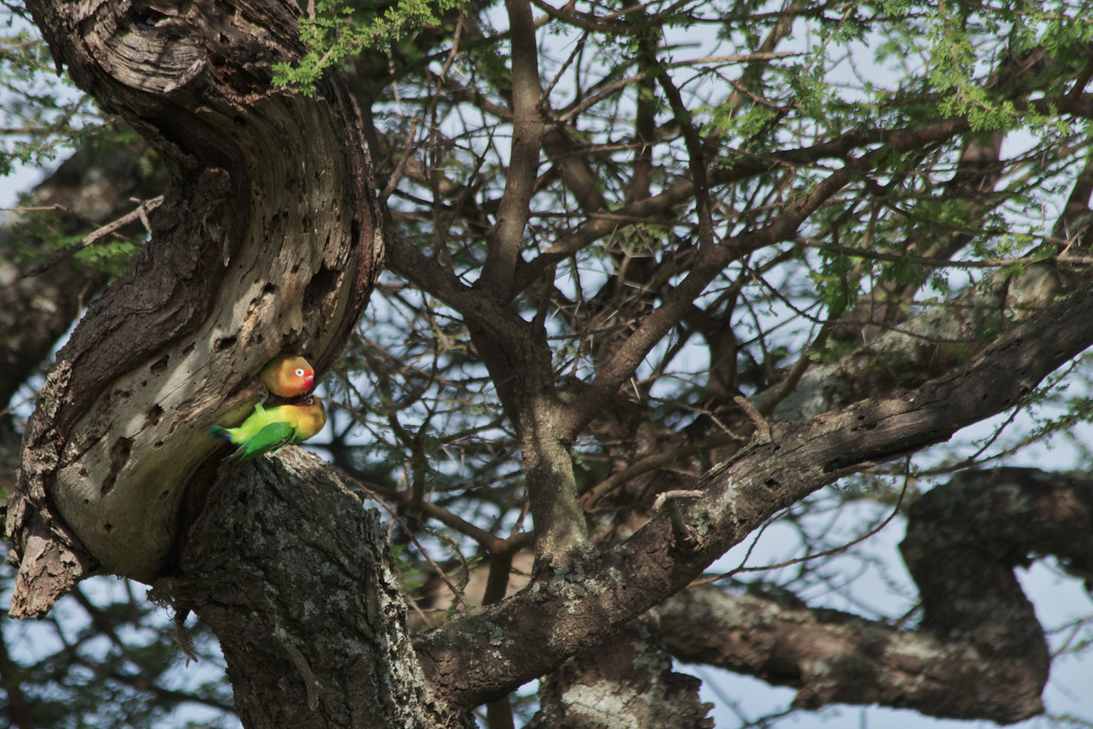 image of two lovebirds nesting in tree branch