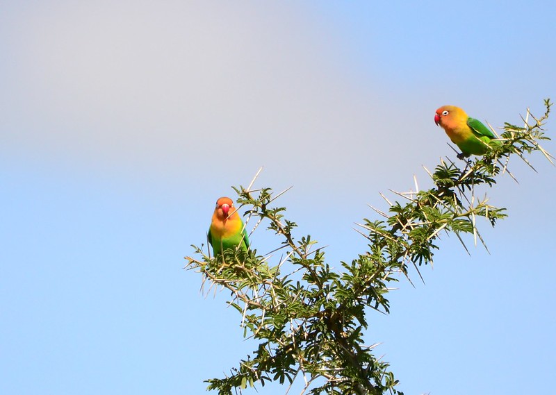 image of two lovebirds in Serengeti