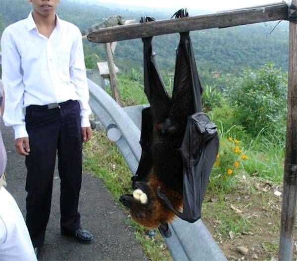 Flying fox size