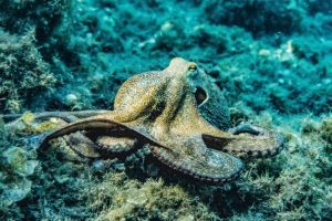 closeup octopus