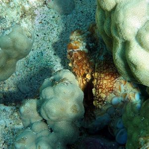 octopus in rock habitat