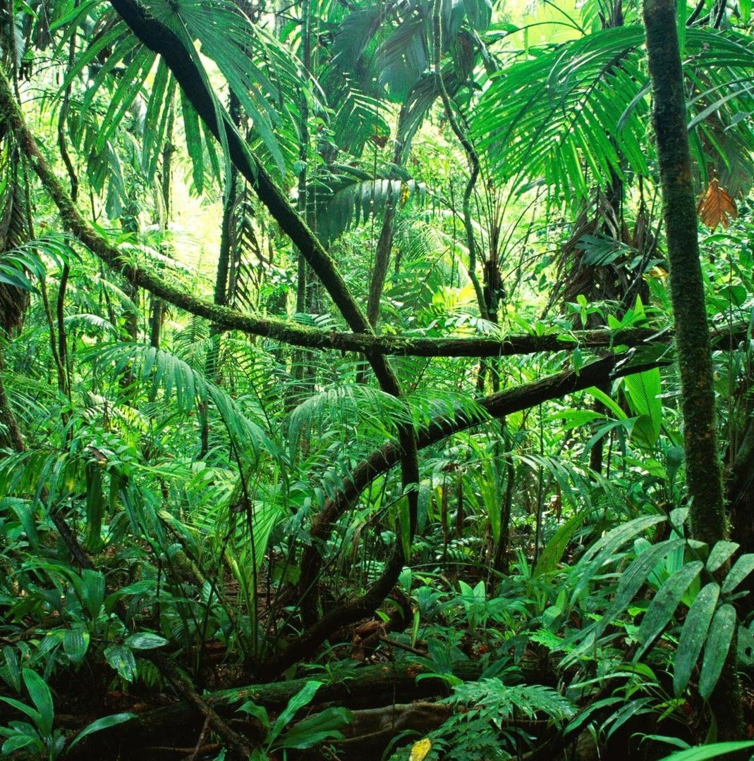 rainforest image with trees