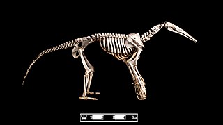 giant anteater skeleton