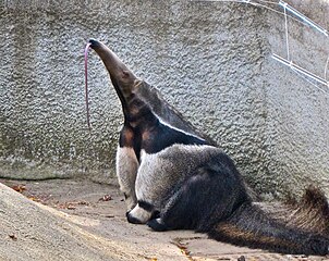 giant anteater with its tougne out