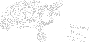 turtle icon