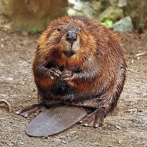 american_beaver