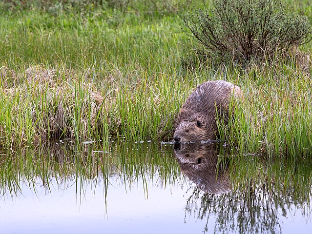 american_beaver