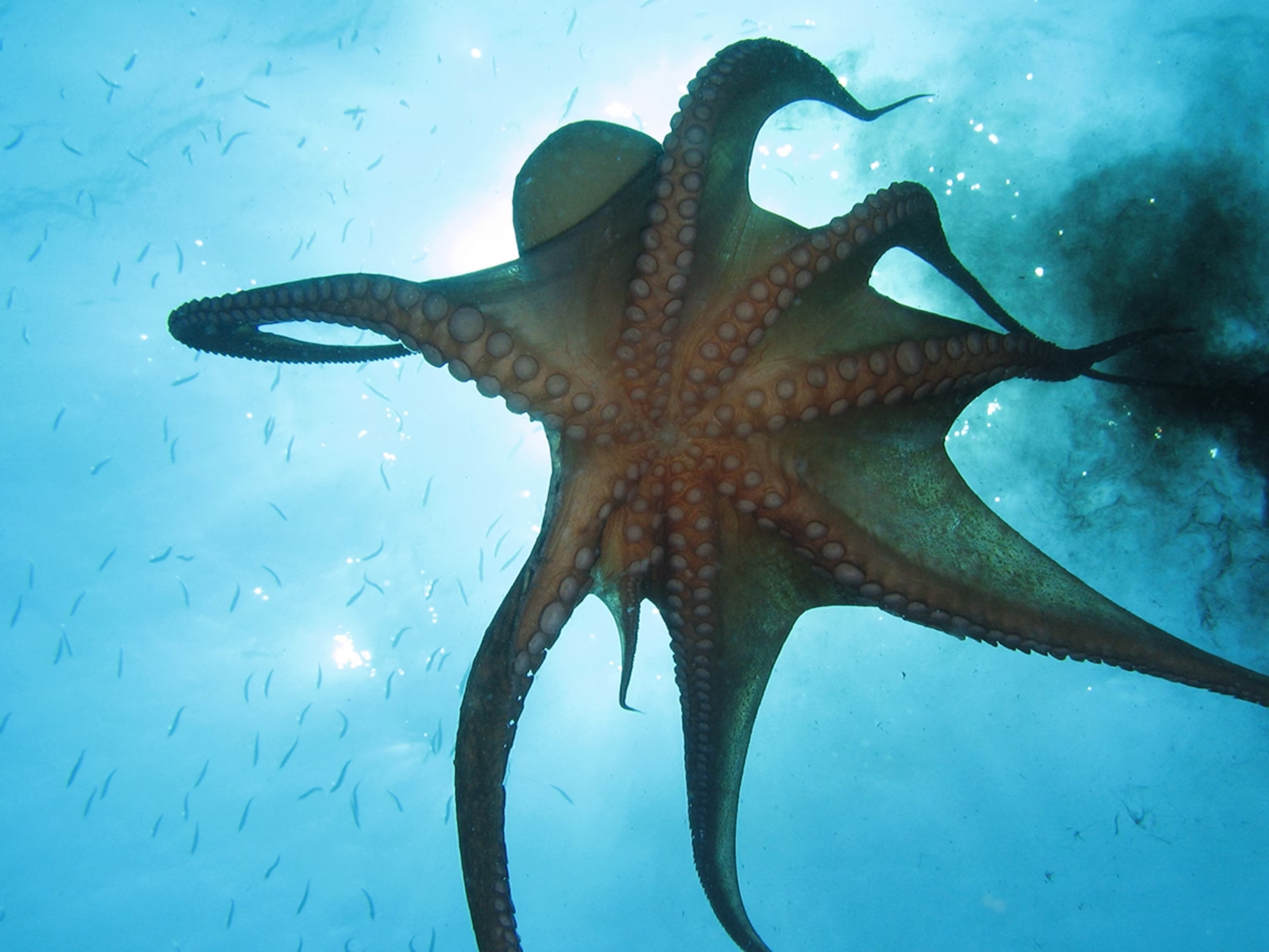 Octopus in a coral reef