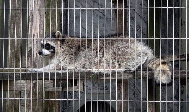 A raccoon kept at Higashiyama Zoo