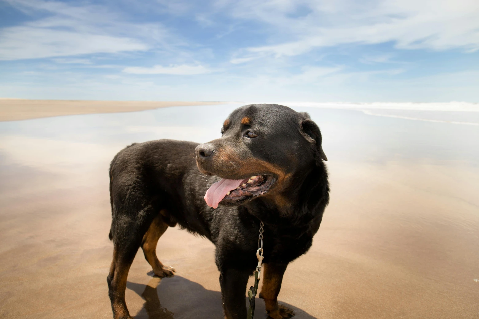 A dog standing on a beach with the ocean in the background