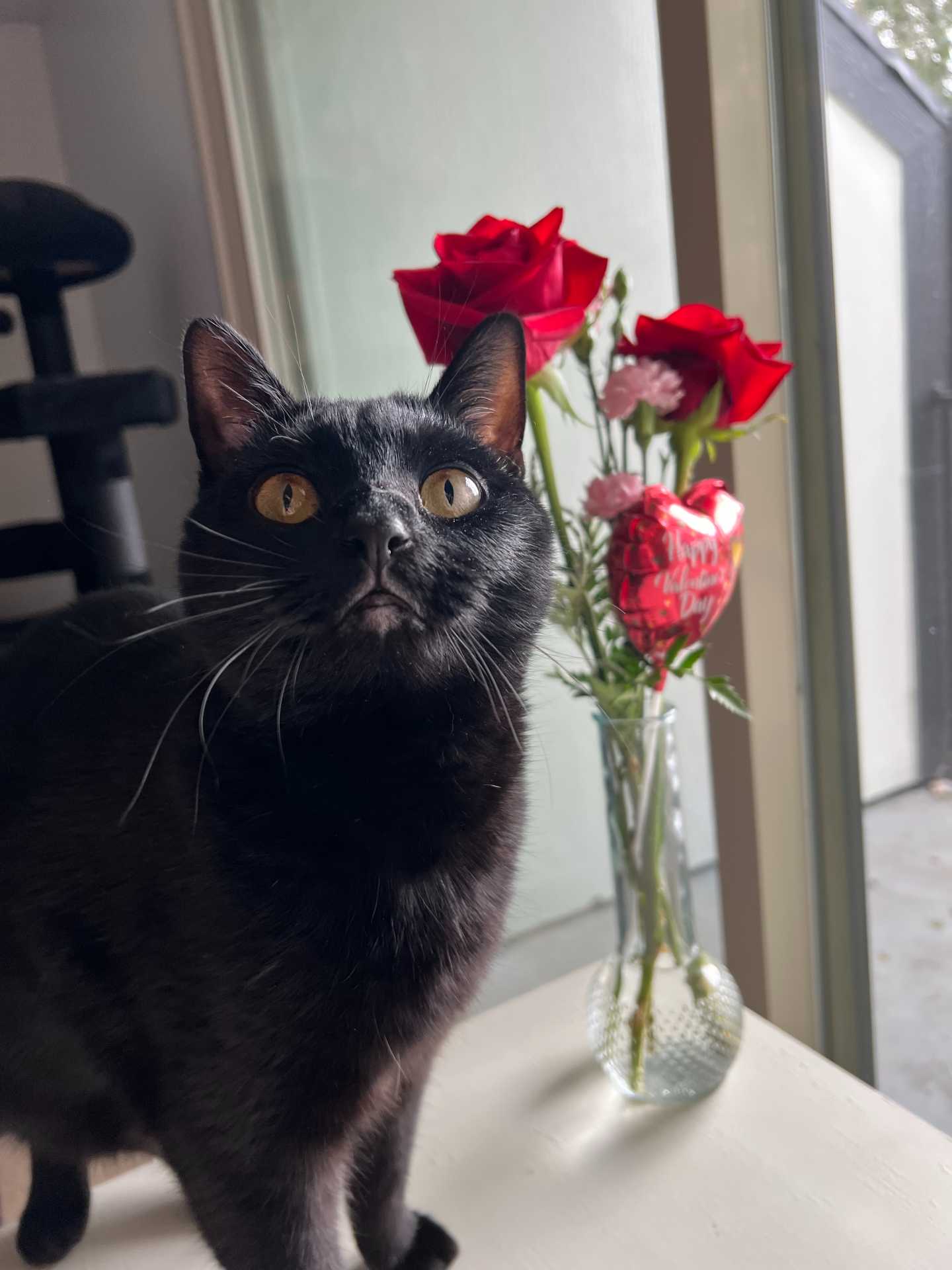 A Cat Who Wants to be your Valentine
