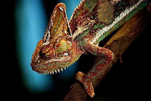 Chameleon in a zoo
