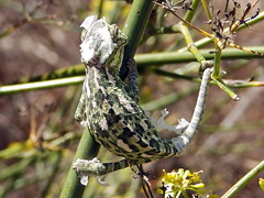 black&whitechameleon