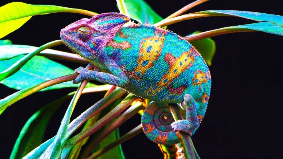 bright bluechameleon