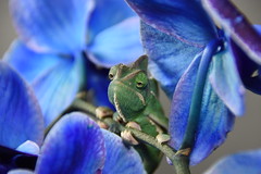 chameleonintheflowers