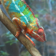 multicolored green chameleon in the tree