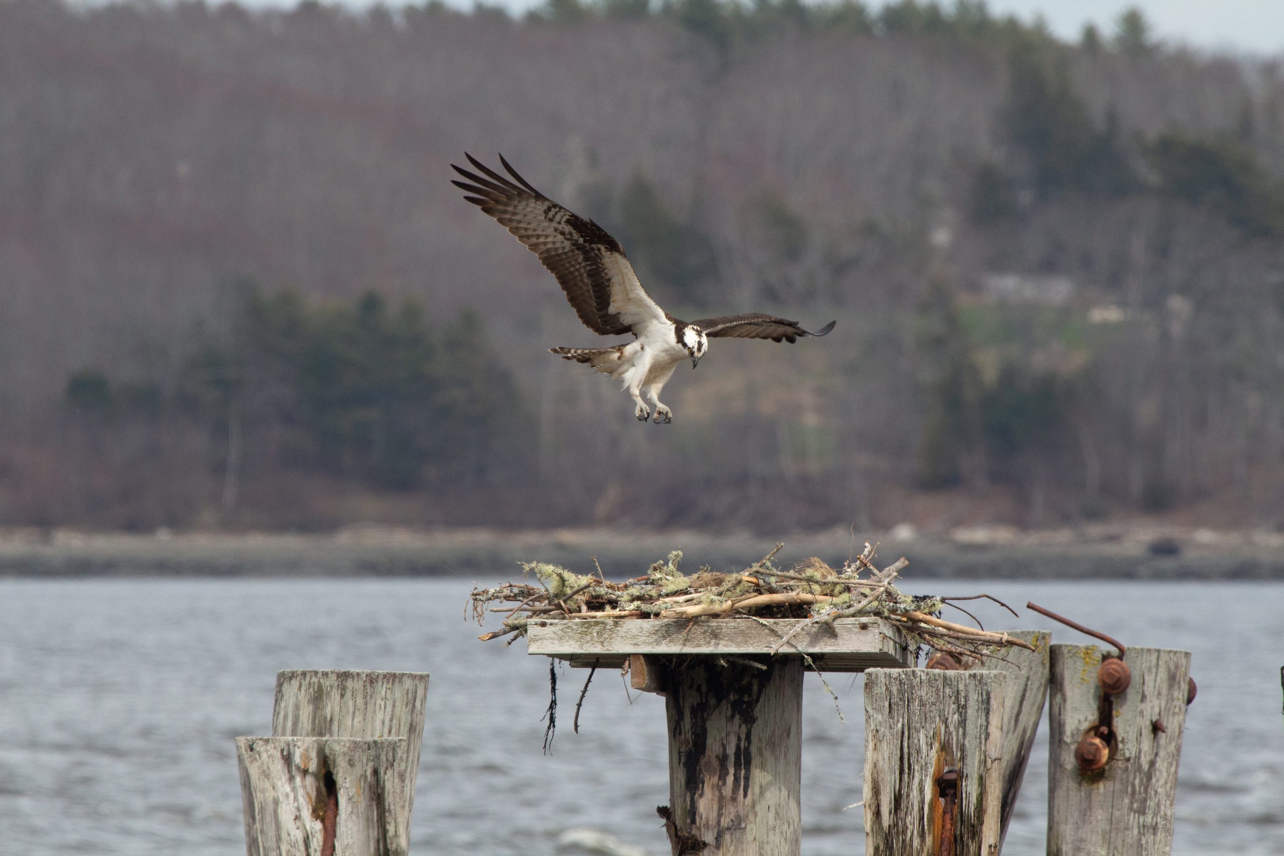 Osprey near water