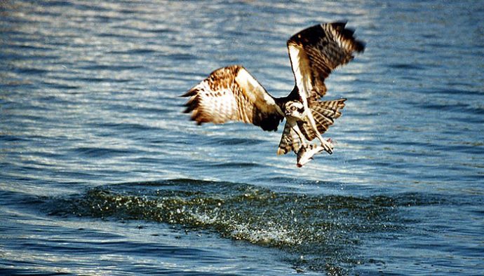Osprey hunting