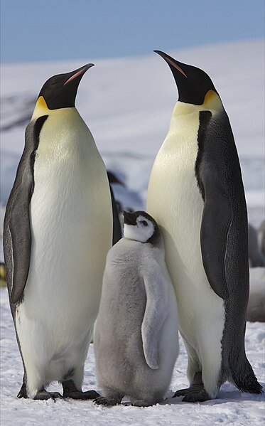 Emperpor Penguin