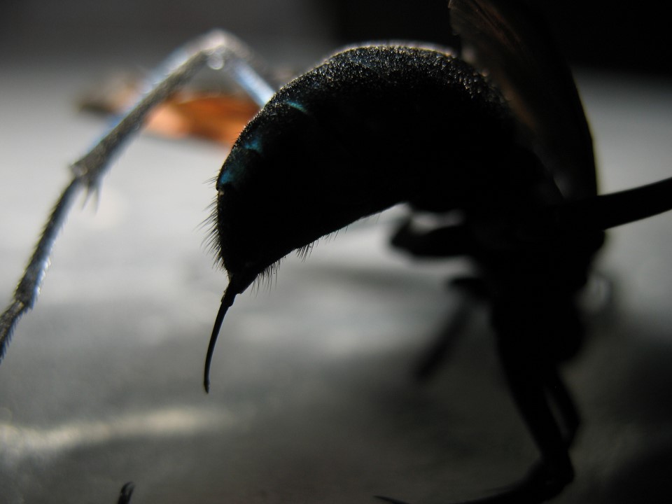 the stinger of a tarantula hawk