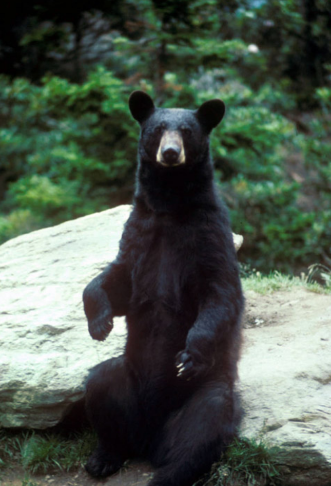 American black bear with cinnamon fur