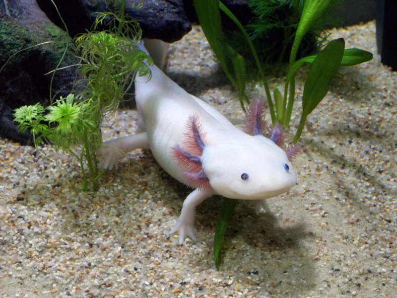 Axolotl in Captivity