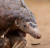 A small picture of a pangolin's face.