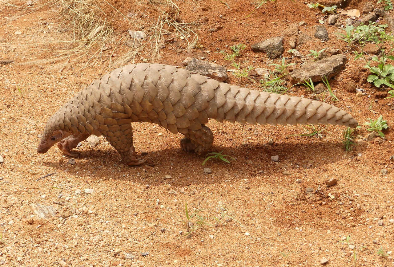 A pangolin walking over gravel