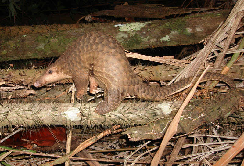 picture of a pangolin standing on a fallen tree branch with its back arched.