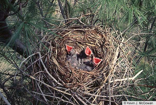 baby american crows in a nest