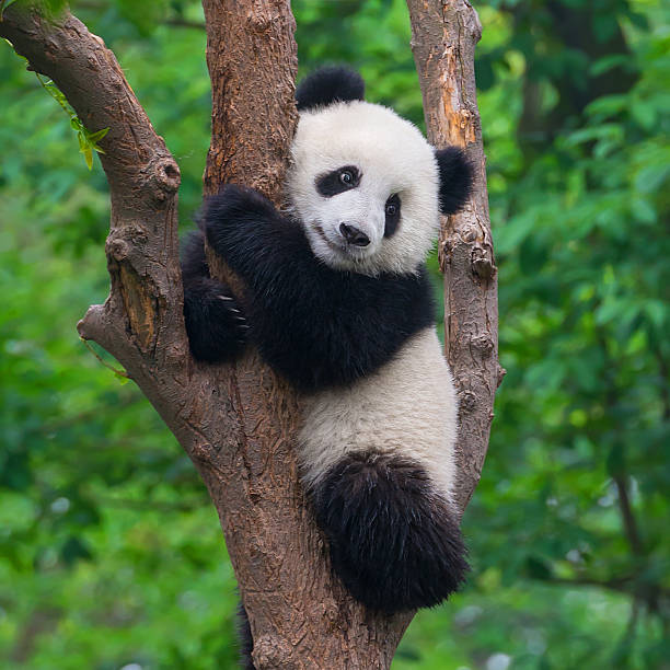Baby Panda