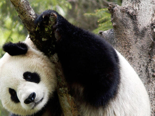 Giant Panda Photo