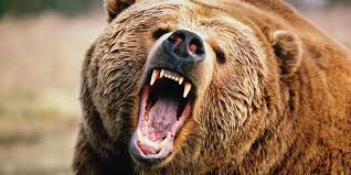 Large grizzly bear roaring