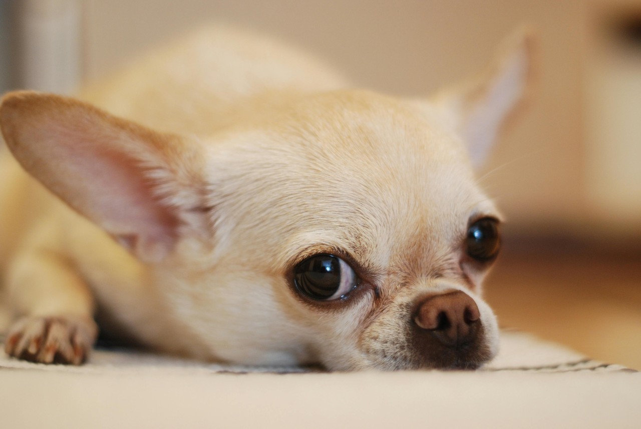 Chihuahua Laying Down Close Up