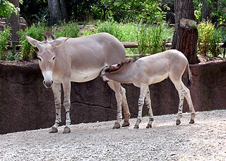 wild african donkey mother with foal