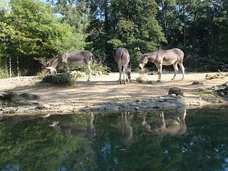 wild donkeys at zoo