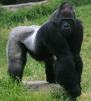 gorilla standing