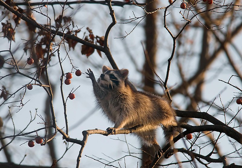 Photo of a raccoon reaching for a persimmon in a tree