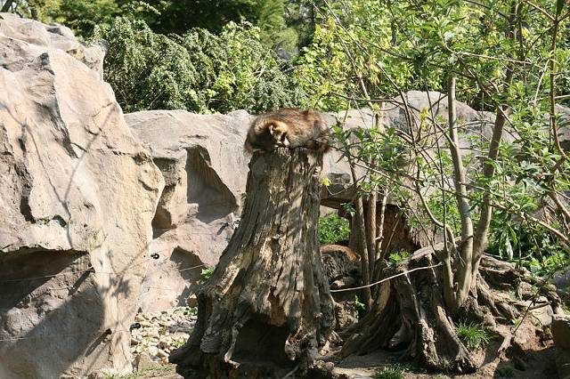 raccoon laying on top of a tree trunk