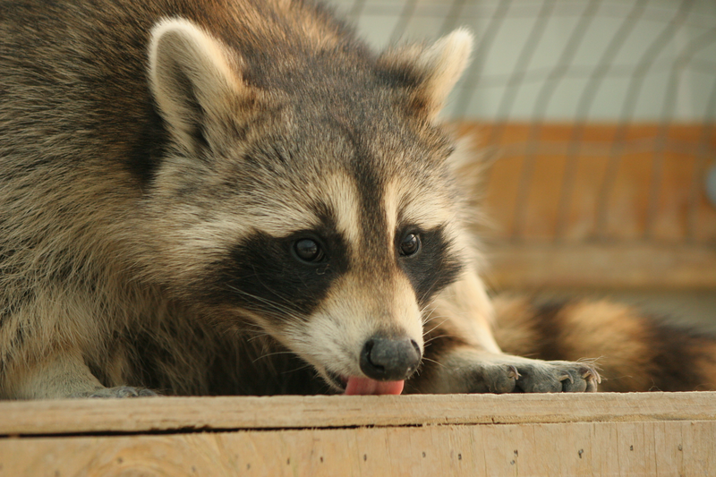 Photo of a raccoon licking a floor