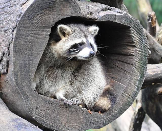 photo of raccoon in a tree trunk