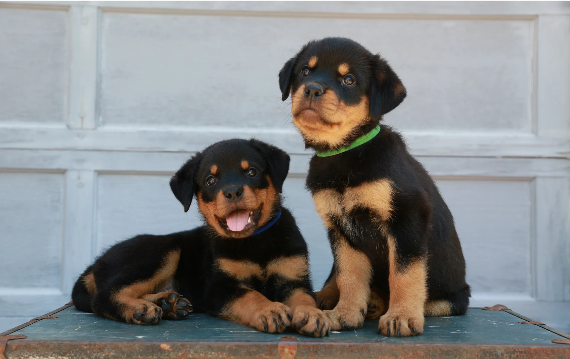 Rottweiler Brother and Sister