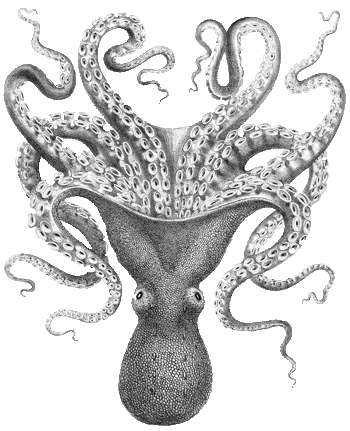 Octopus Sketch