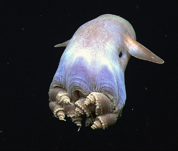octopus with long arms