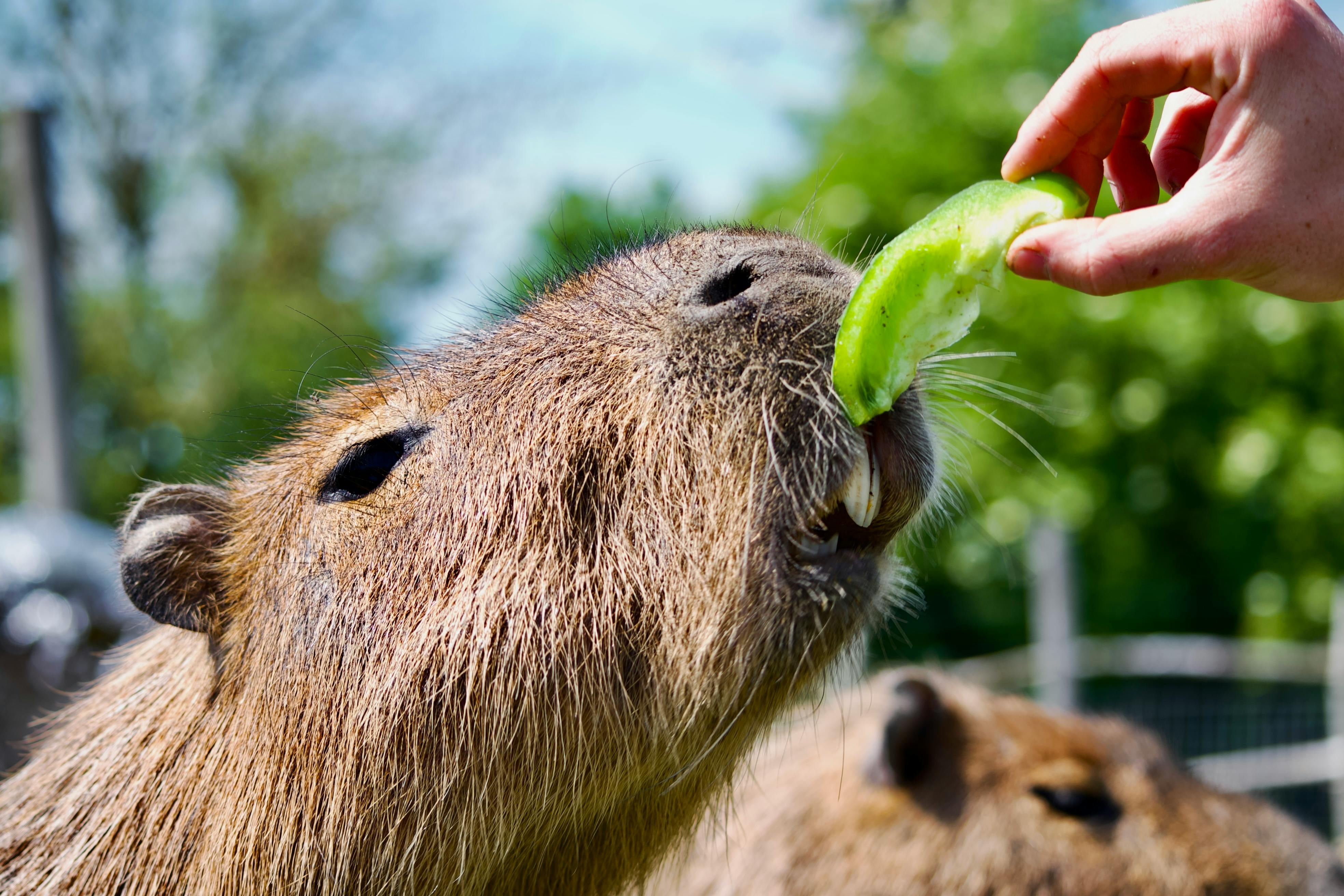 a capybara being fed
