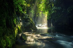 Rainforest Image