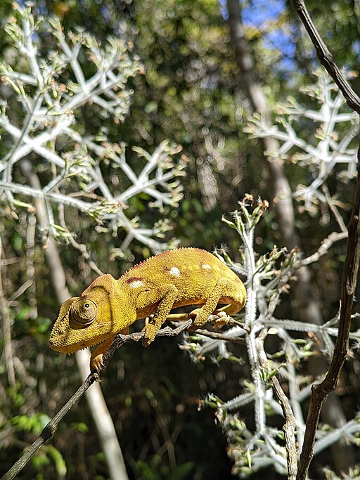 Yellow Orange Chameleon on a White Branch