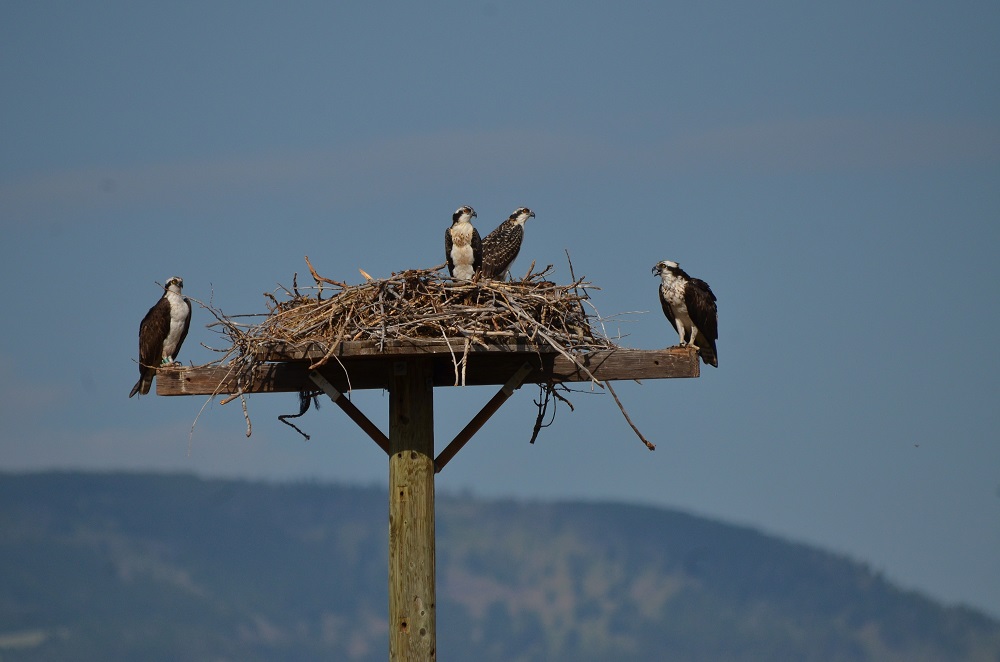 Osprey nest