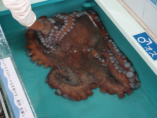 A cute Octopus